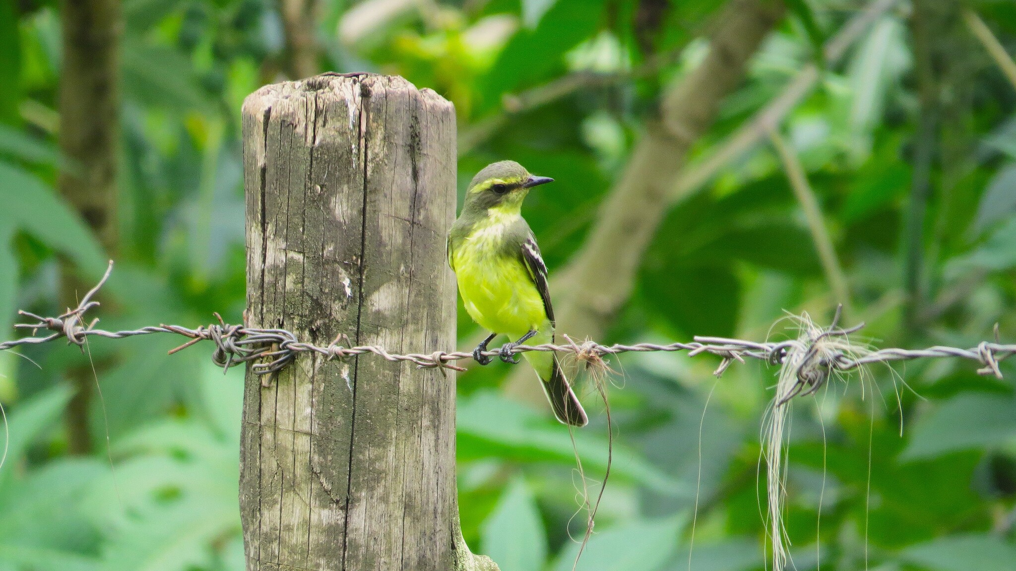 Yellow-browed Tyrant (Satrapa icterophrys), photo 2