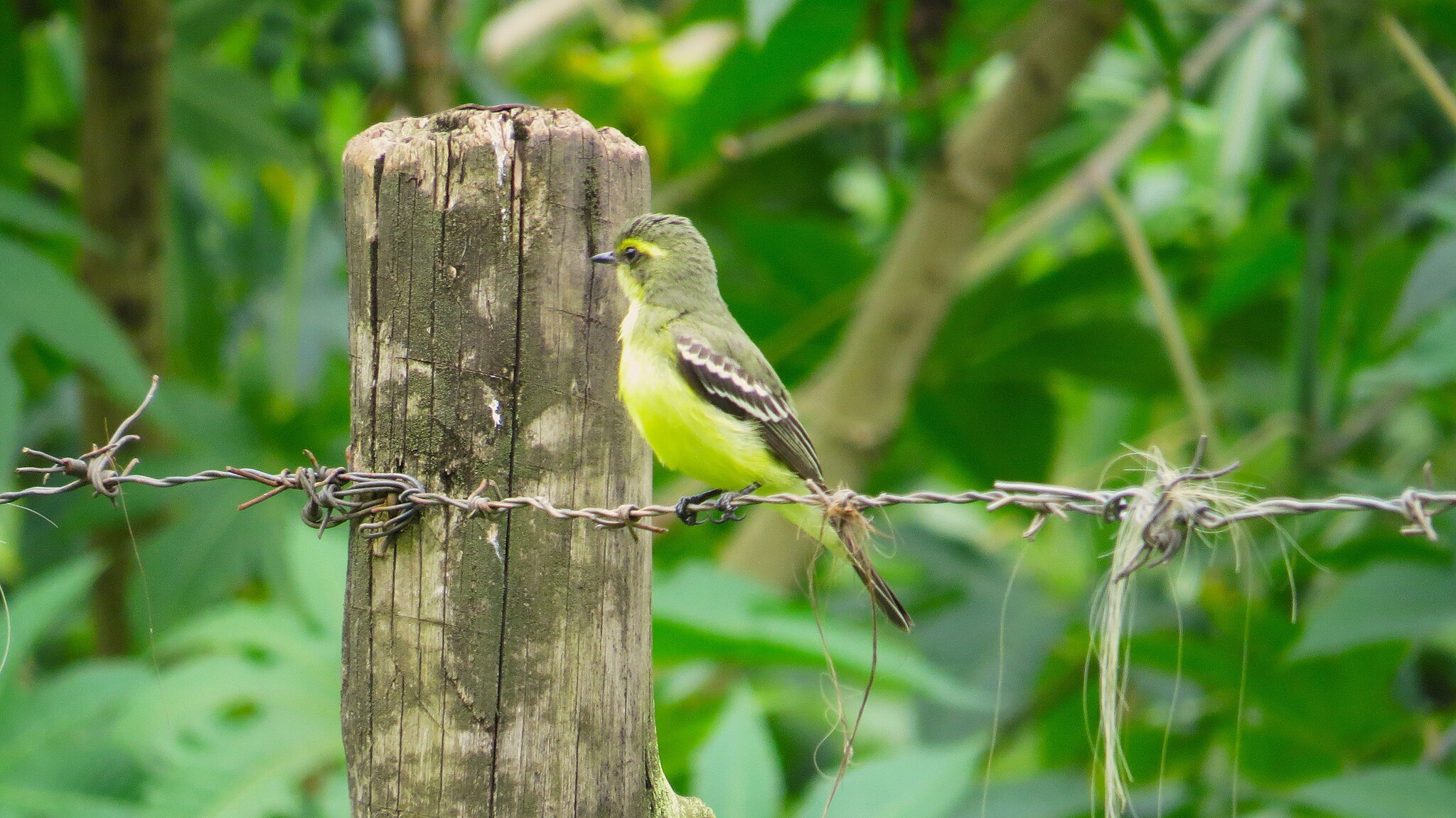 Yellow-browed Tyrant (Satrapa icterophrys), photo 3