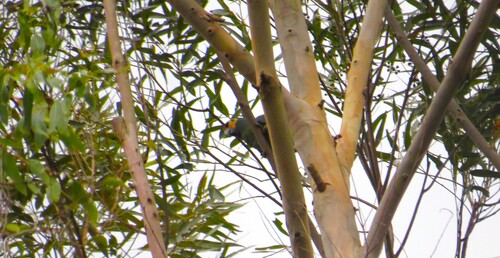 Blue-winged Macaw (Primolius maracana)