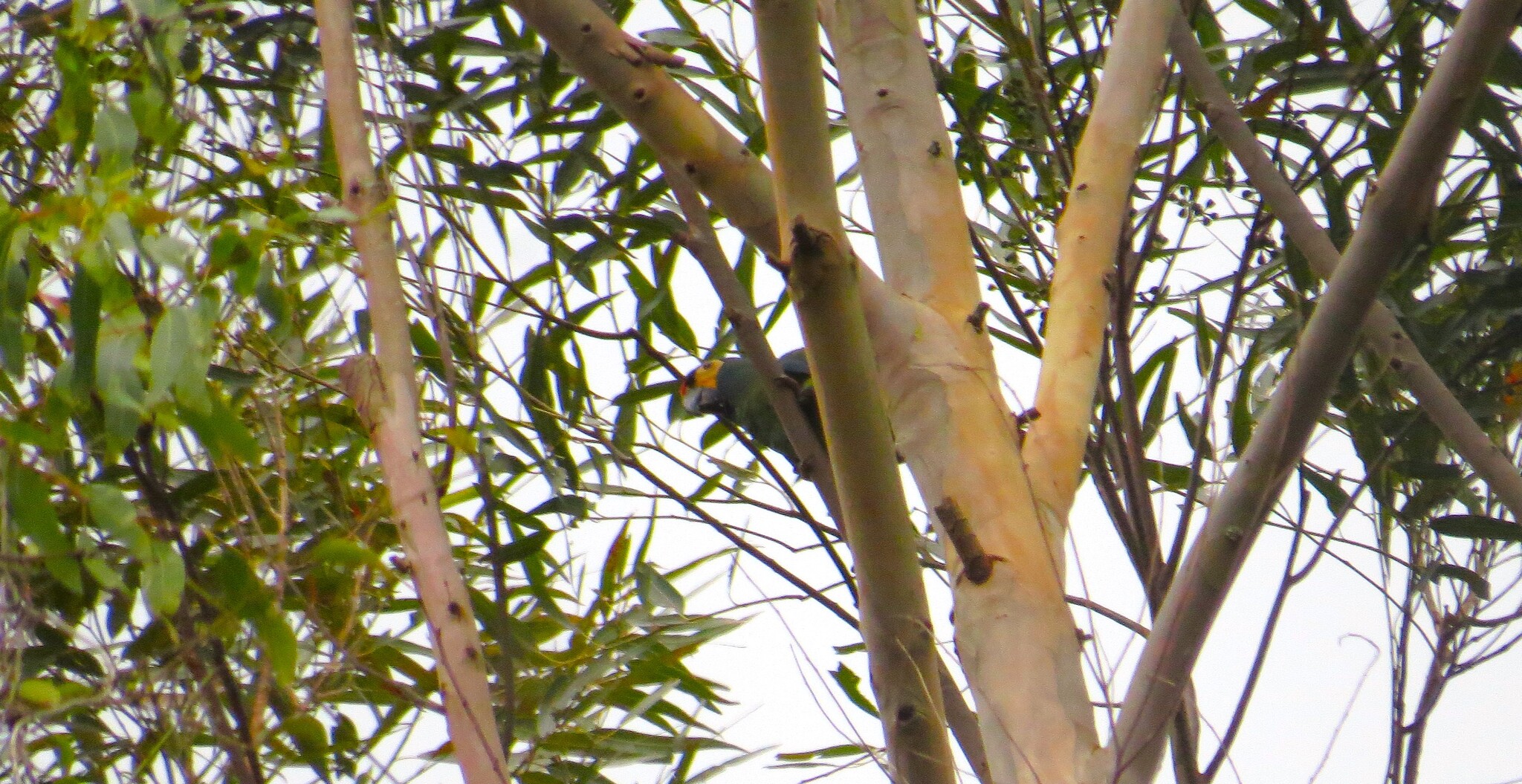 Blue-winged Macaw (Primolius maracana), photo 1