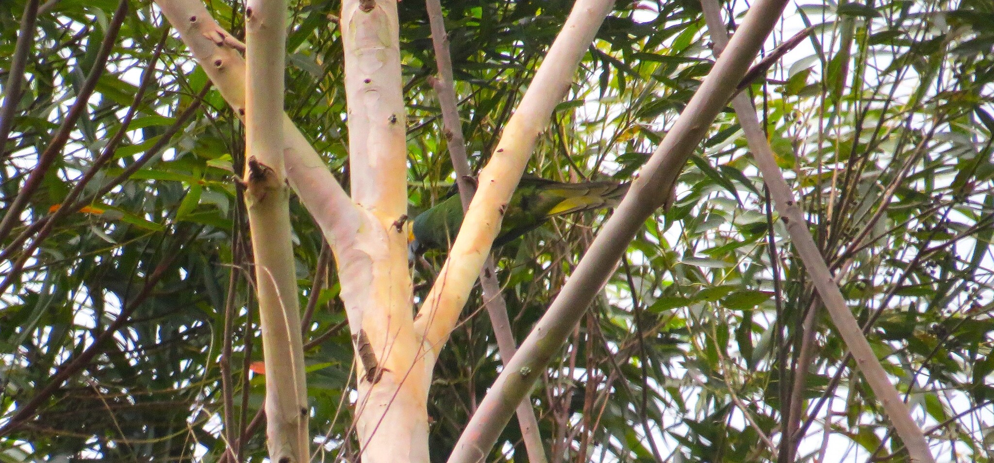 Blue-winged Macaw (Primolius maracana), photo 2