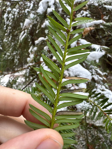 Pacific yew