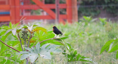 Chestnut-capped Blackbird (Chrysomus ruficapillus), photo 2