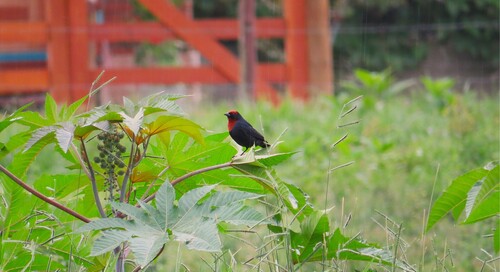 Chestnut-capped Blackbird (Chrysomus ruficapillus)