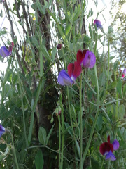 Lathyrus odoratus