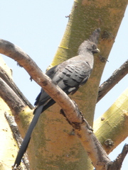 Corythaixoides leucogaster