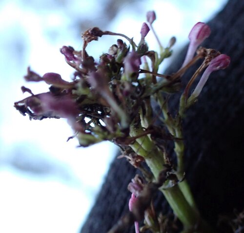 Centranthus ruber