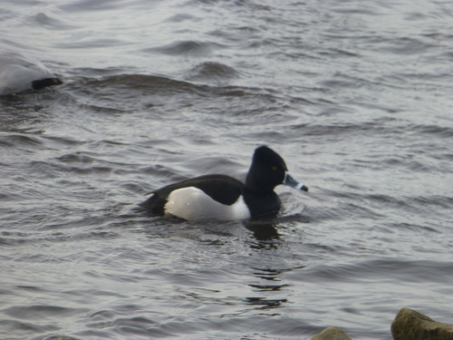 Porrón acollarado (Aythya collaris)