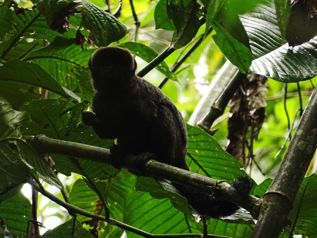 Goeldi's Marmoset (Callimico goeldii) · iNaturalist