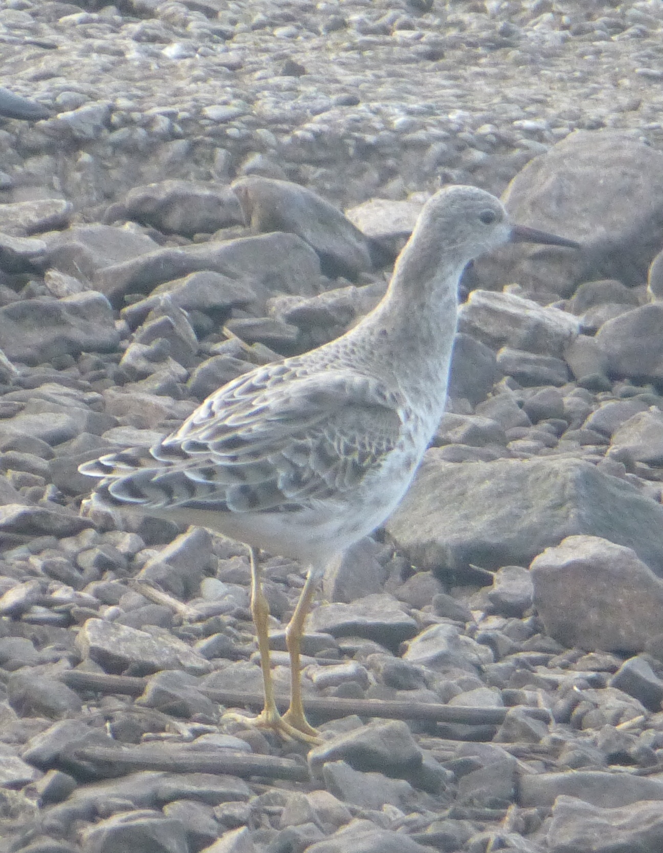 Ruff (Calidris pugnax), photo 1