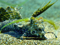 Dactylopus dactylopus