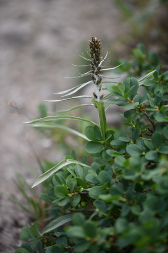 Norwegian Cudweed (Omalotheca norvegica)