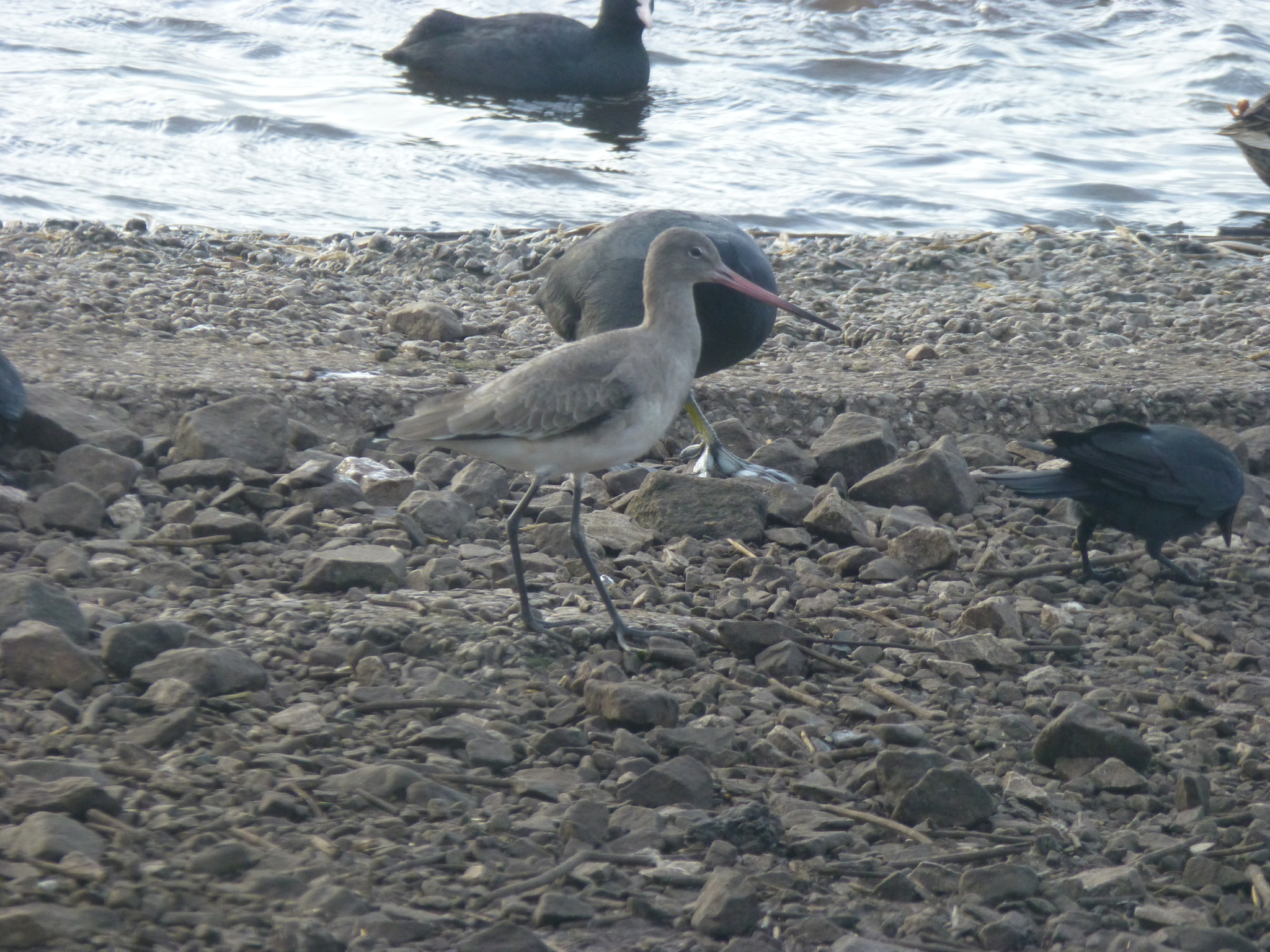 Black-tailed Godwit (Limosa limosa), photo 3