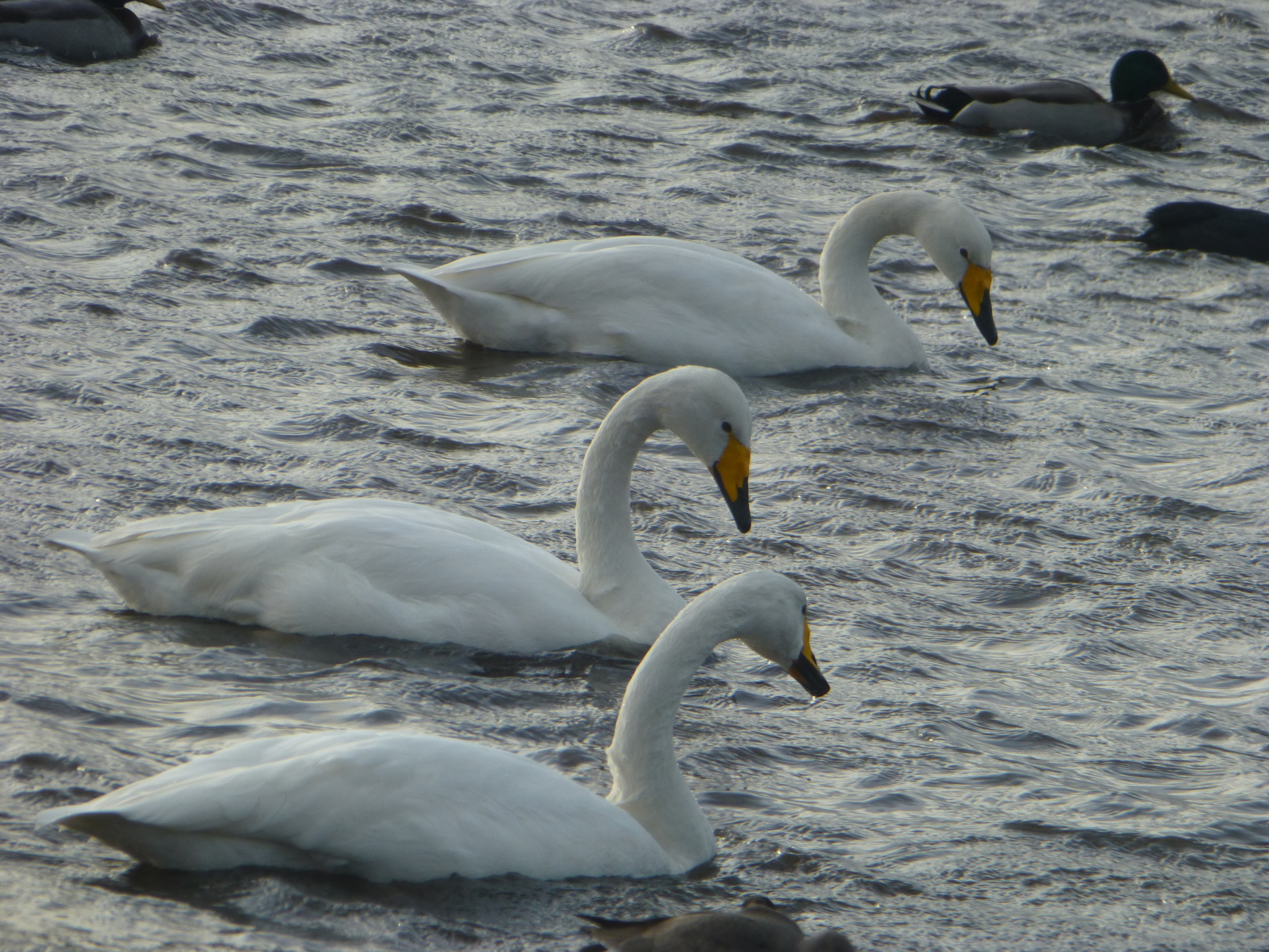 Whooper Swan (Cygnus cygnus), photo 2