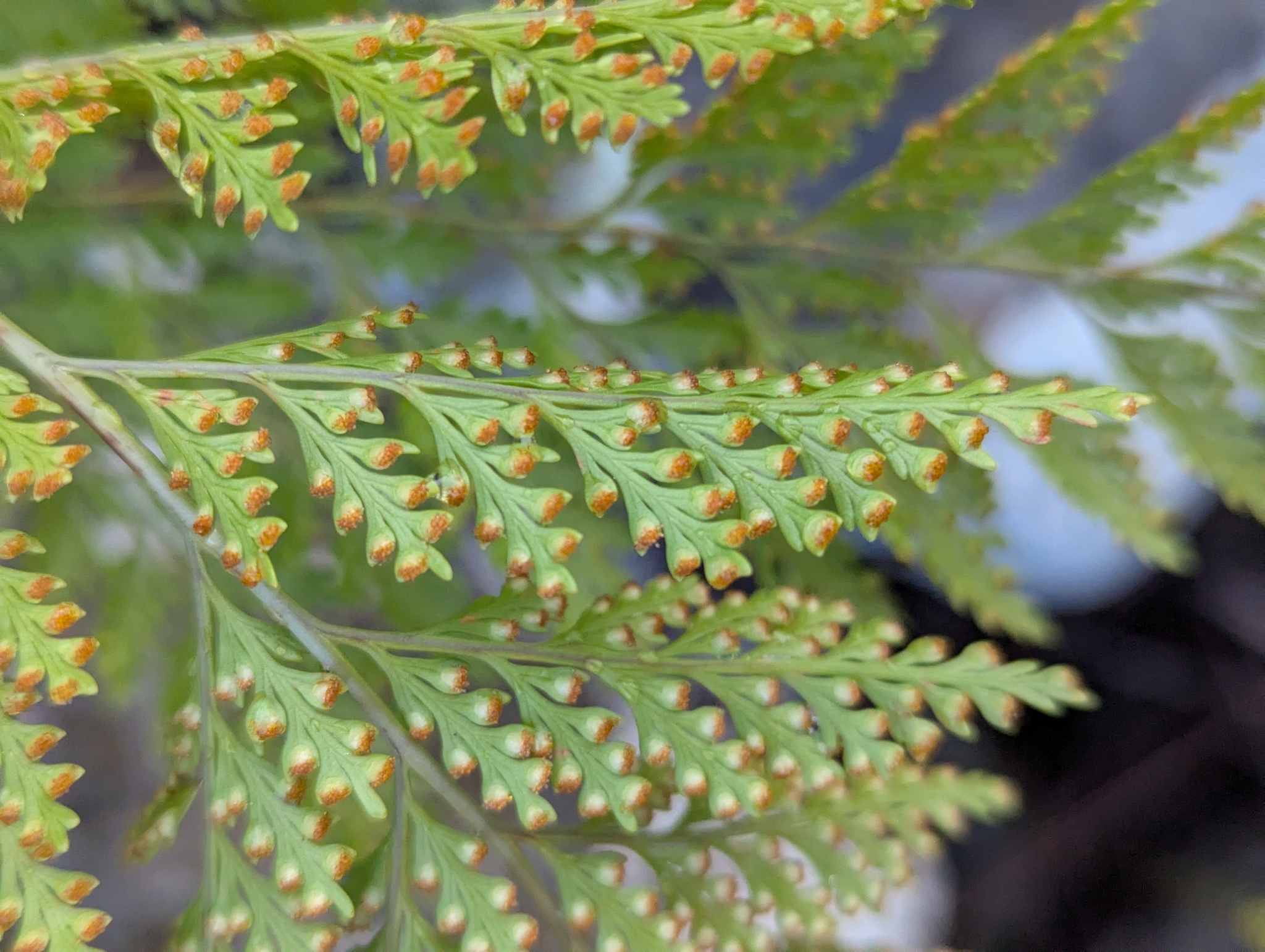 Davallia canariensis