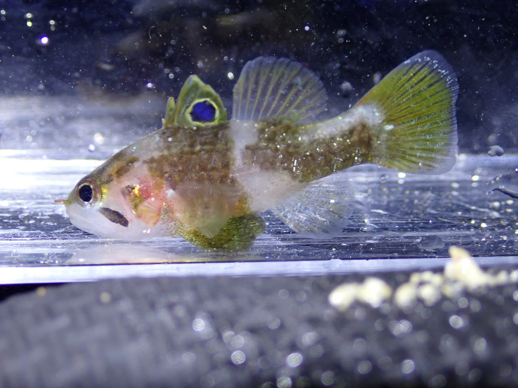 Ocellate cardinalfish (Apogonichthys ocellatus) — Apogonidae