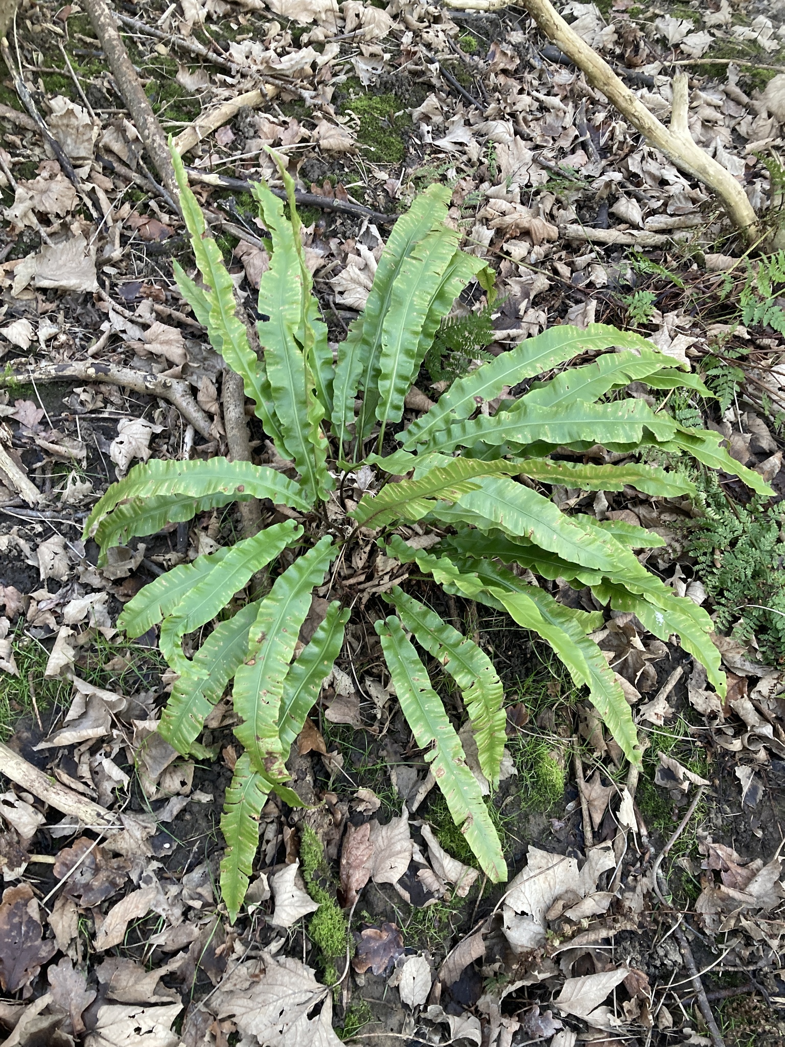 Hart's-tongue fern