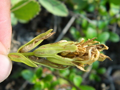 Castilleja lutescens