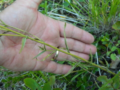 Castilleja lutescens