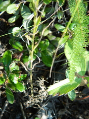 Castilleja lutescens