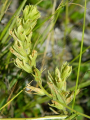 Castilleja lutescens