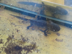 Ambystoma mexicanum