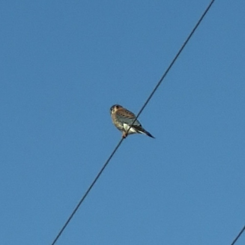American Kestrel (Falco sparverius), photo 3