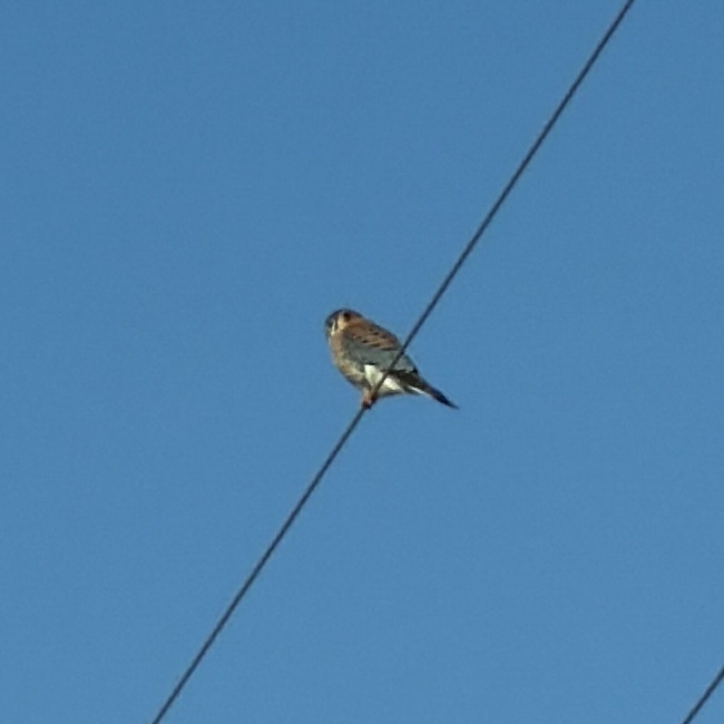 American Kestrel (Falco sparverius), photo 4