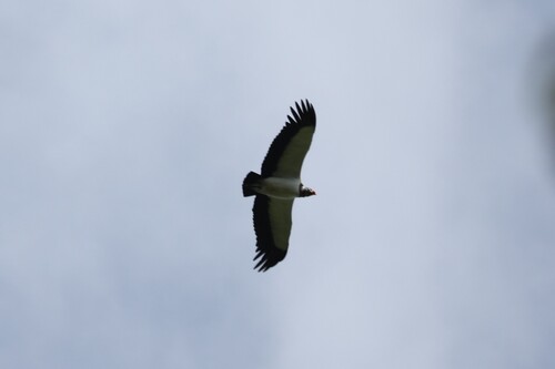 King Vulture (Sarcoramphus papa), photo 4