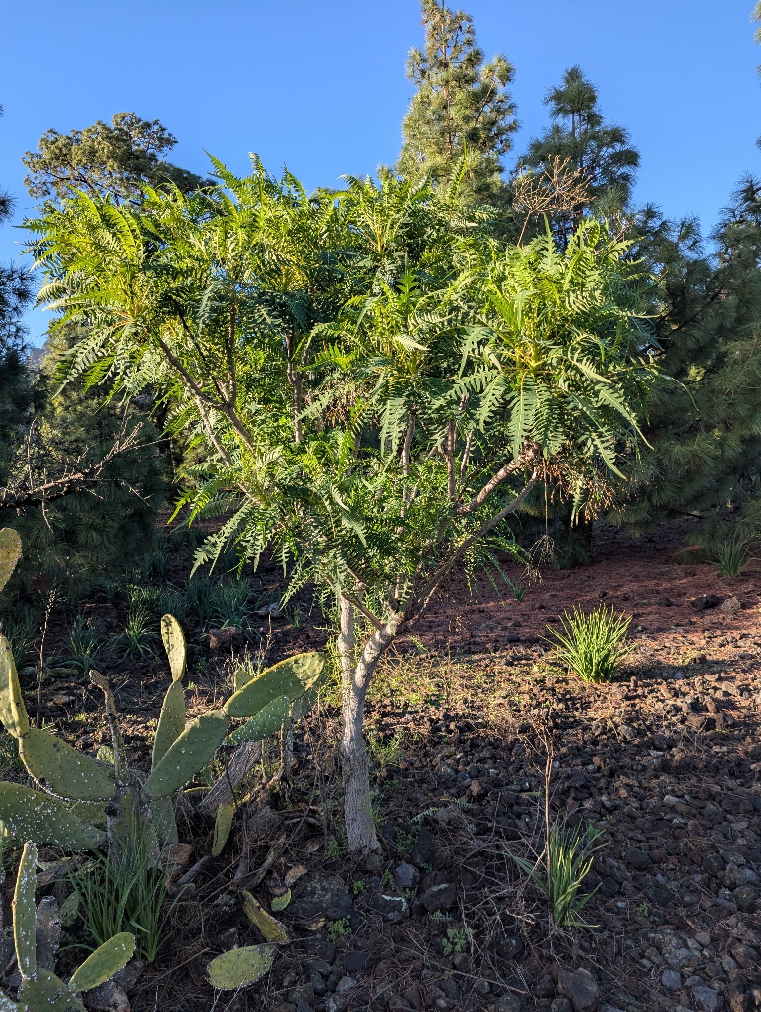 Sonchus canariensis