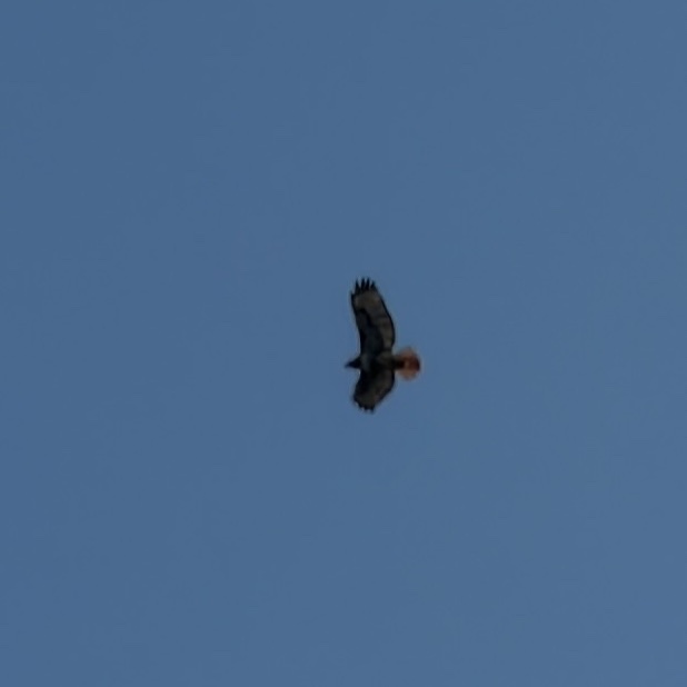 Red-tailed Hawk (Buteo jamaicensis), photo 9