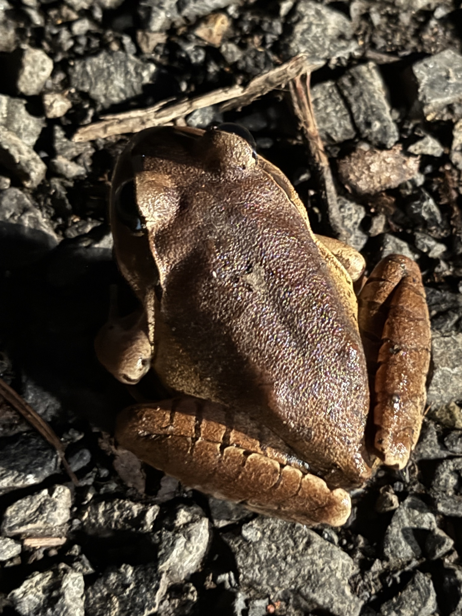 Mixophyes fasciolatus Günther, 1864