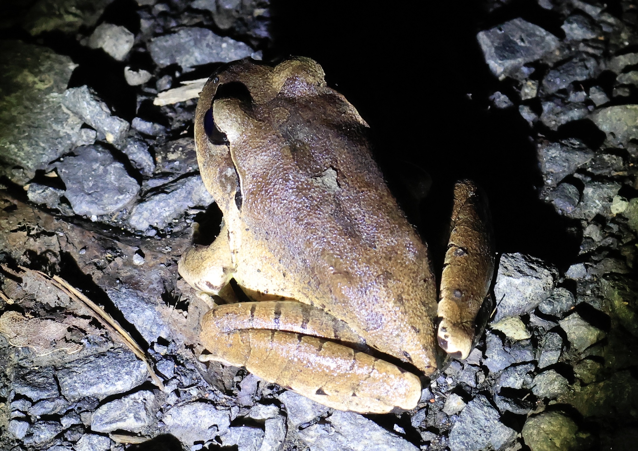 Mixophyes fasciolatus Günther, 1864