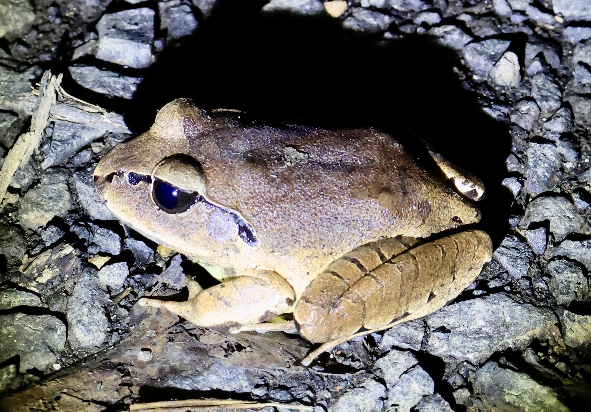 Mixophyes fasciolatus Günther, 1864