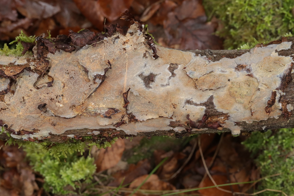 Phlebia livida