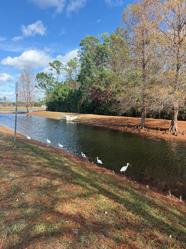American White Ibis (Eudocimus albus), photo 5