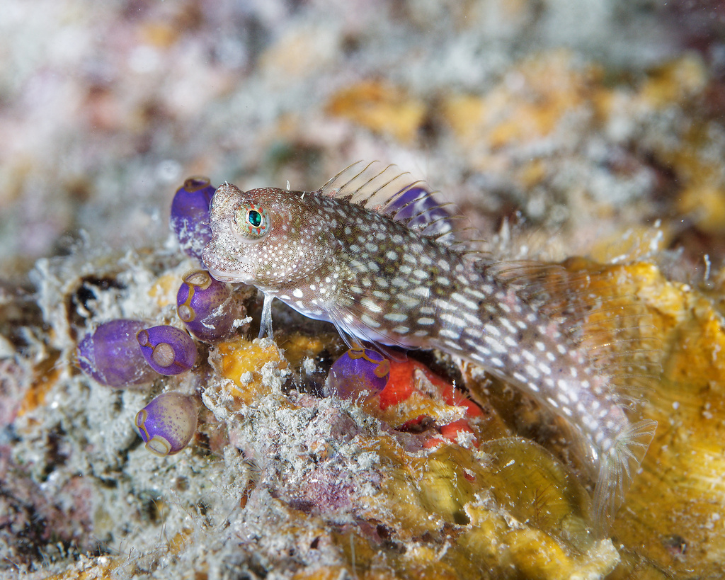 Whitespotted Blenny