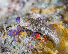 Whitespotted Blenny photo 1
