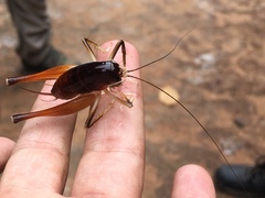 Lutosinae