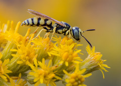 Philanthus multimaculatus