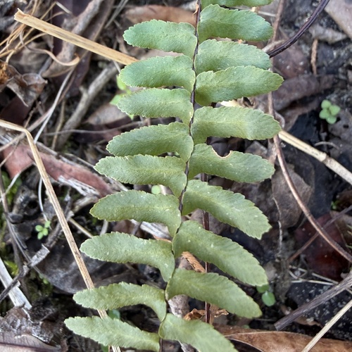 Foto de Asplenium platyneuron