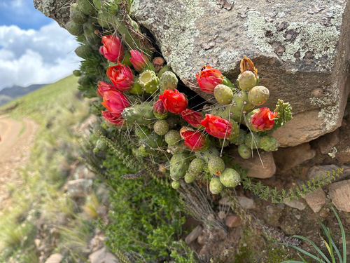 Tephrocactus verschaffeltii