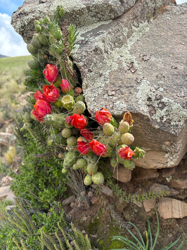 Tephrocactus verschaffeltii