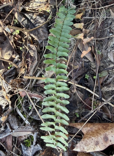 Foto de Asplenium platyneuron