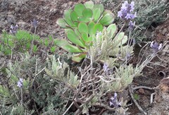 Lavandula buchii, photograph (c) Lídia Carrera, some rights reserved (CC BY)
