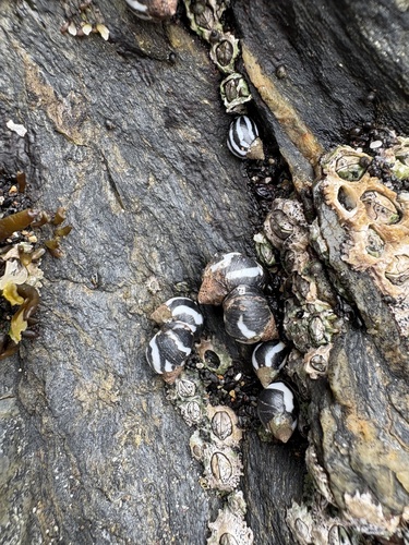 Echinolittorina peruviana