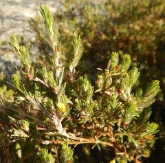 Phyllota remota