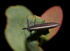 Rhinotia suturalis