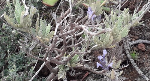 Lavandula buchii, photograph 6