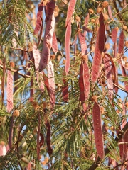 Leucaena esculenta